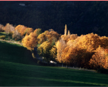 châtaigne.jpg