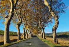 Allée d'arbres dans l'Aude