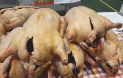 FOIRE AU GRAS CASTELNAUDARY
