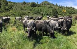 BUFFLONNES
