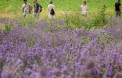 ACTIVITÉ NATURE : UNE BALADE NATURE AU MILIEU DES LAVANDES