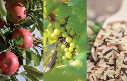 Foire pomme riz vin Aigues Vives