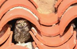 Les rapaces nocturnes