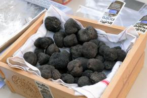 Association des Trufficulteurs de l'Aude