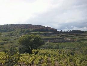 vue sur des vignes