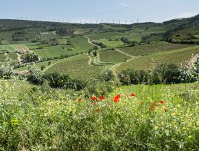 vue sur des champs avec des eoliennes en arrière plan