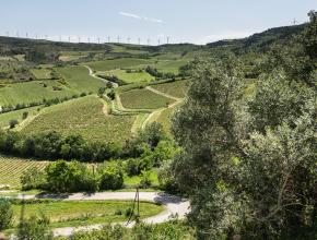 vue sur des champs avec des eoliennes en arrière plan