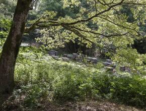 des ruches au milieu des arbres