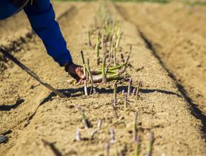 Une journée de découverture de l'agriculture durable dans l'Aude.