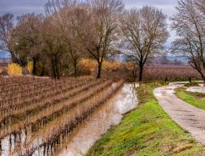 Des vignes, entre Narbonne et Coursan, lors des inondations de janvier 2026 dans l'Aude