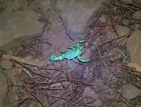 Scorpion fluorescent