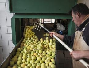 Jusqu'à 4 tonnes de pommes par jour peuvent être transformées.