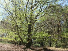 HETRE FORET LA ROUGE ENS