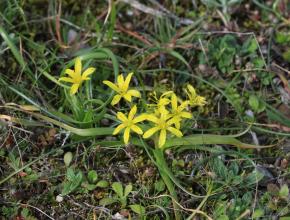 Gagea fragifera