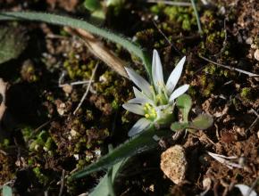 Allium chamemoly