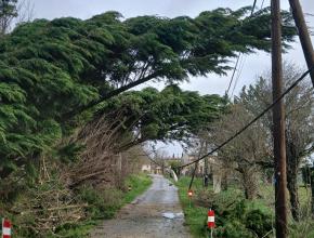 La violence du vent a provoqué de nombreuses chutes d'arbres, comme ici sur le RD 517 à Mayreville.
