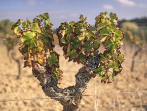 Vigne soumise au stress hydrique