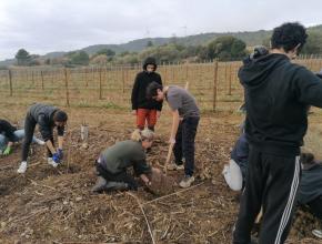 Les collégiens de Jules-Ferry et lycéens de Lacroix aident à la replantation des Corbières suite au méga feu.
