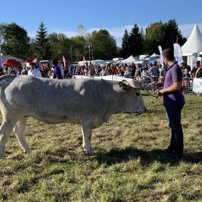 Présentation d'une vache à un concours à la foire de l'élevage audois à Espezel