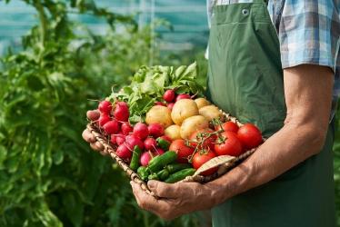 MARAICHER TENANT DANS SES BRAS UN PANIER DE LEGUMES