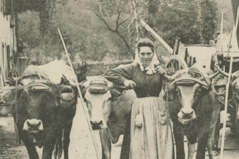 Femme agricultrice début du 20e siècle dans l'Aude, entourée de vaches.