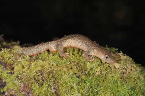 Un calotriton dans son habitant naturel