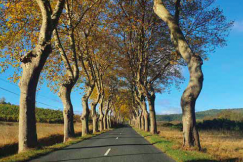 Allée d'arbres dans l'Aude