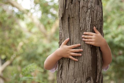 BRAS D'ENFANT SERRANT UN TRONC D'ARBRE