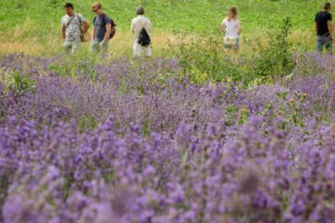 ACTIVITÉ NATURE : UNE BALADE NATURE AU MILIEU DES LAVANDES