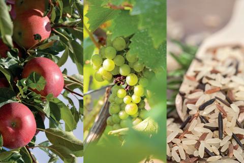 Foire pomme riz vin Aigues Vives