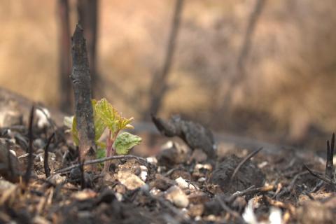 sous les cendres, la vie