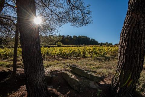Domaine La Tour boisée