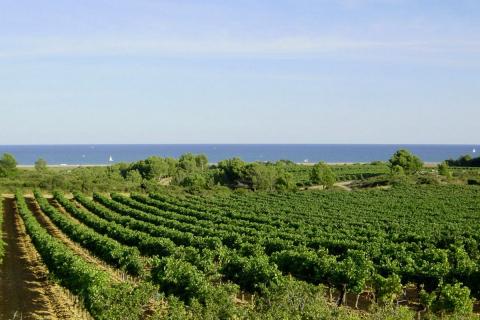 CHATEAU ROUQUETTE SUR MER