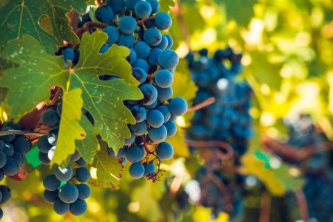 BALADE VIGNERONNE
