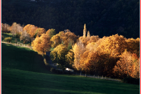 châtaigne.jpg