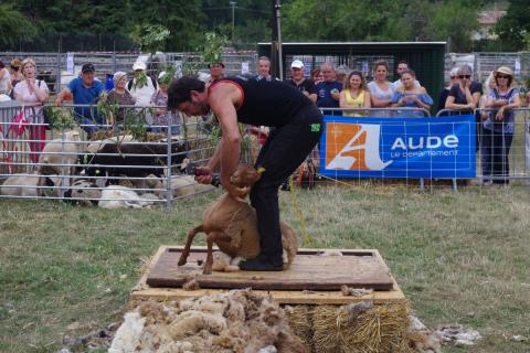 Foire aux bestiaux - Missègre