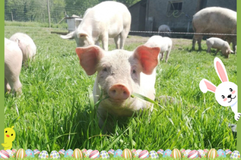 pâques à la ferme