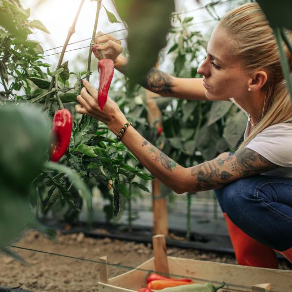 Cueilleuse de fruits et légumes en tant qu'employée saisonnière