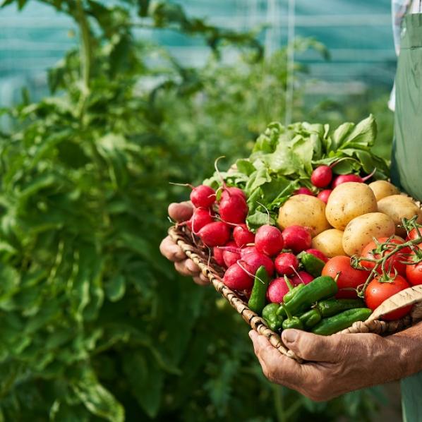 AGRICULTEUR TENANT DANS SES BRAS UN PANIER DE FRUITS ET LEGUMES