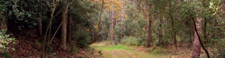 La forêt des Plos