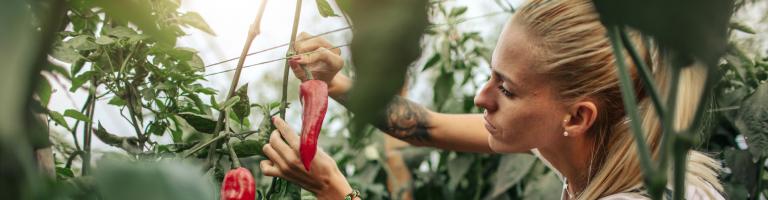 Cueilleuse de fruits et légumes en tant qu'employée saisonnière