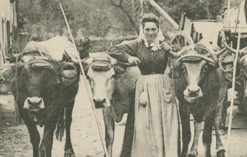 Femme agricultrice début du 20e siècle dans l'Aude, entourée de vaches.