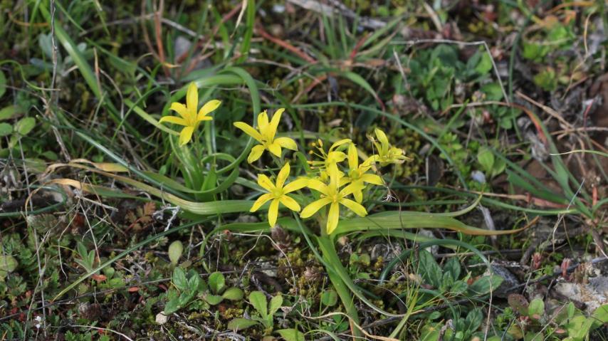 Gagea lacaitae