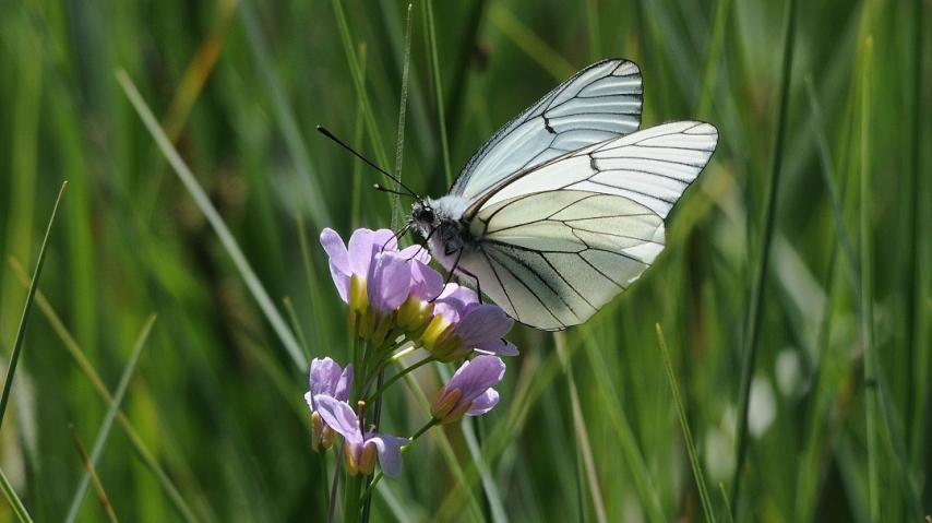 Les papillons, une richesse à (re) découvrir.