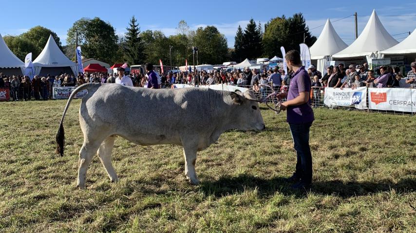 Présentation d'une vache à un concours à la foire de l'élevage audois à Espezel