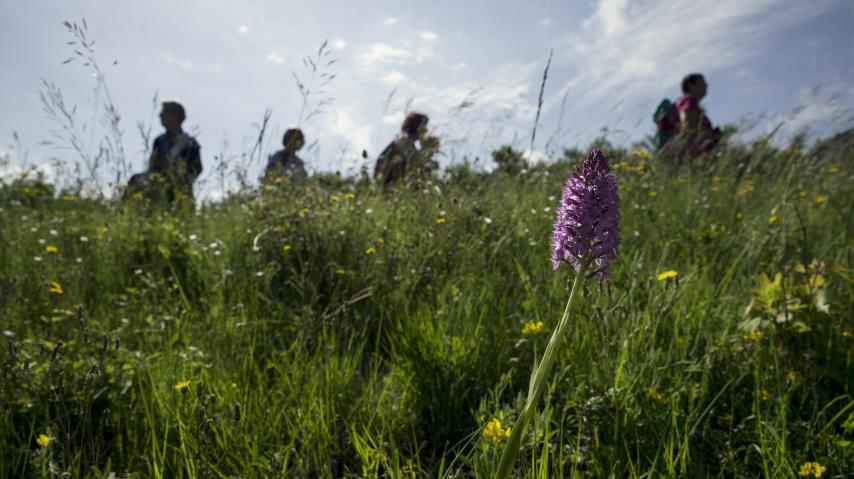 Promeneurs dans un champ avec des fleurs en premier plan