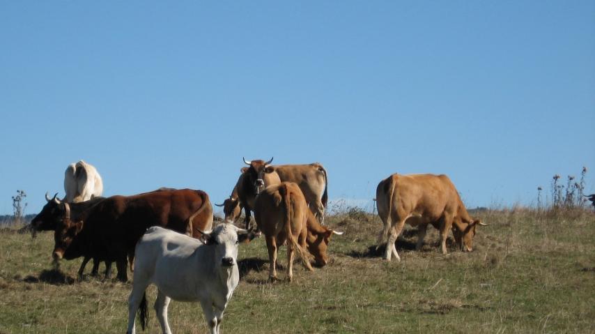 2010-vache