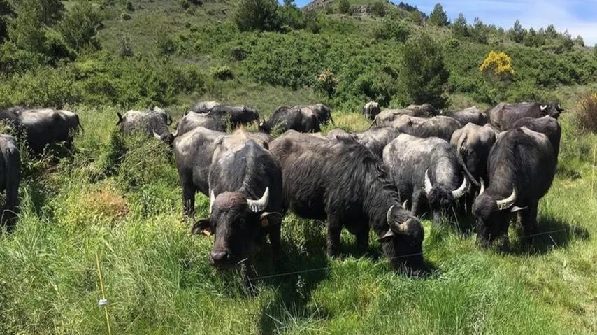 BUFFLONNES
