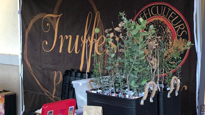 Marché truffes Moussoulens 2021