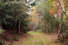 La forêt des Plos